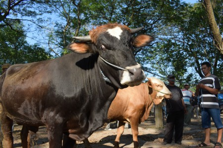 Ibu Rumah Tangga Keluhkan Kenaikan Harga Daging Sapi