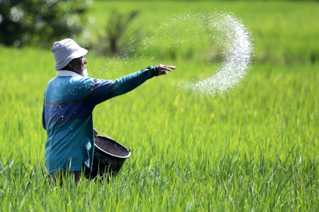 Produksi Padi Jember Tertinggi di  Indonesia  Tagar