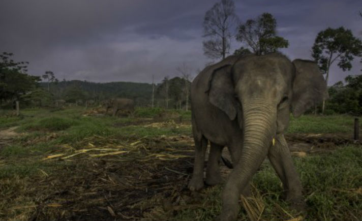 Kisah Erin Anak Gajah  Susah Makan dan Minum Karena 