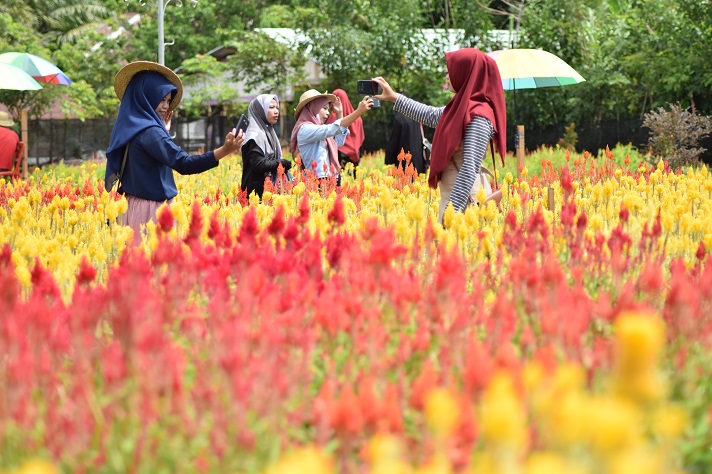 Taman Bunga Celosia