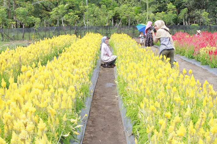 Foto Senyum Merekah di Antara Cerah Merah Kuning Celosia  