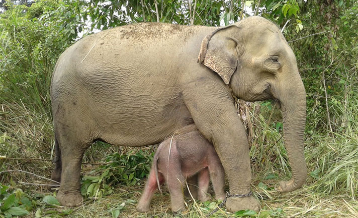  Gajah  Sumatera  Lahirkan Anak Betina di CRU Aceh Tagar