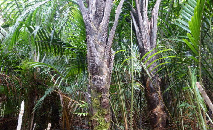 Hutan Sagu  di Papua Barat Terancam Punah Tagar