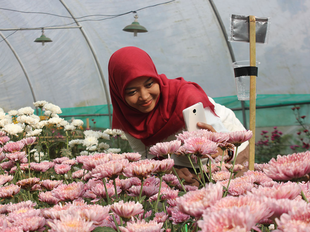 Cantiknya Kebun Bunga Krisan  di Kulon Progo Tagar