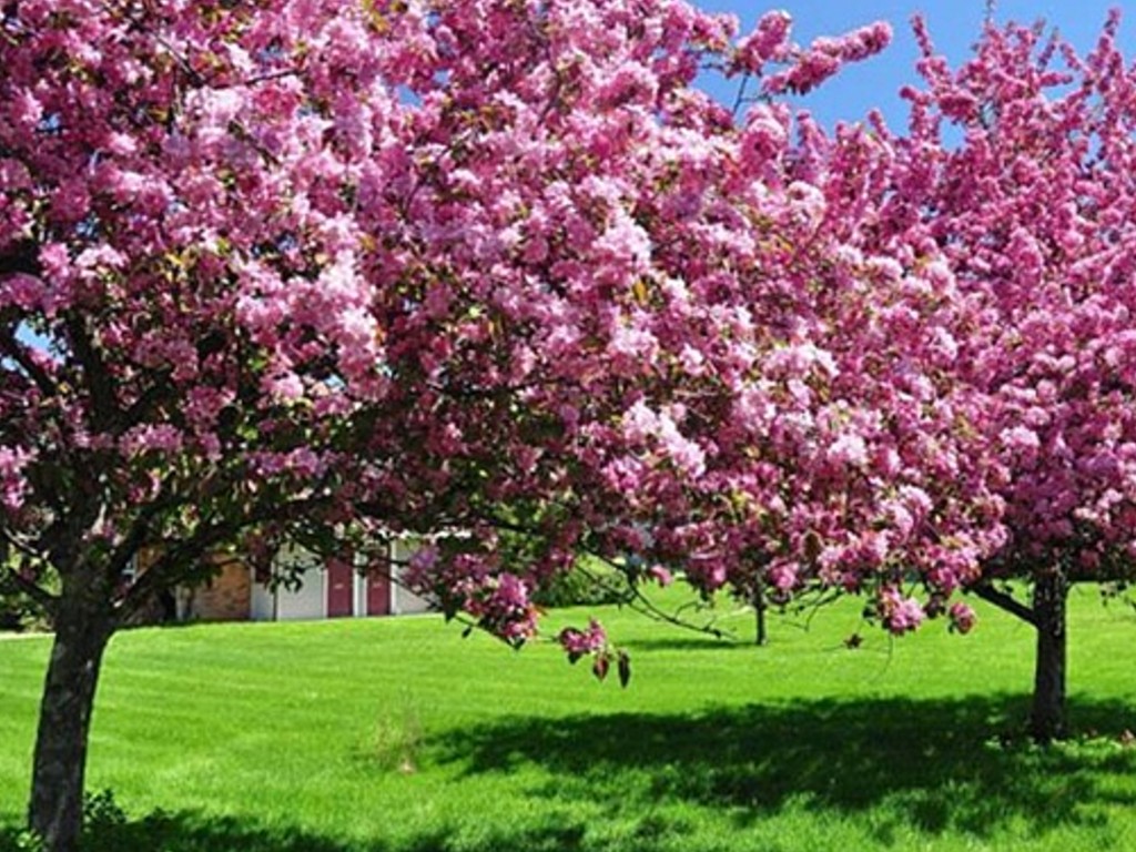 Taman Bunga Sakura, Cibodas