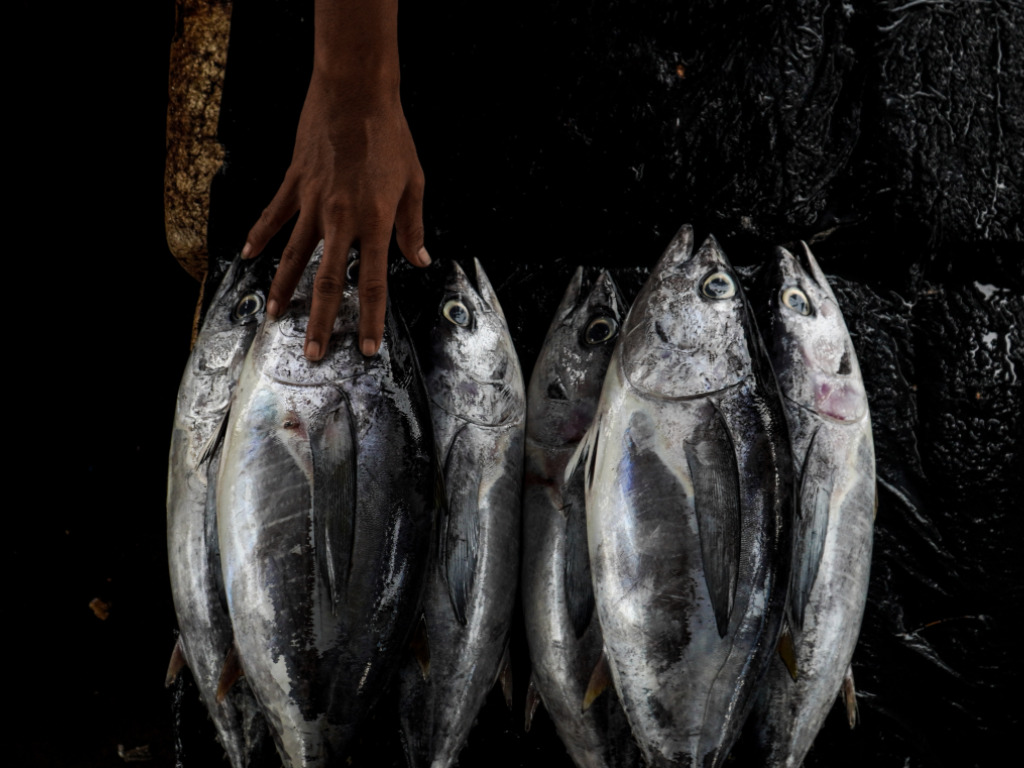 Penyebab Harga Ikan Lagi Mahal di  Abdya Aceh  Tagar