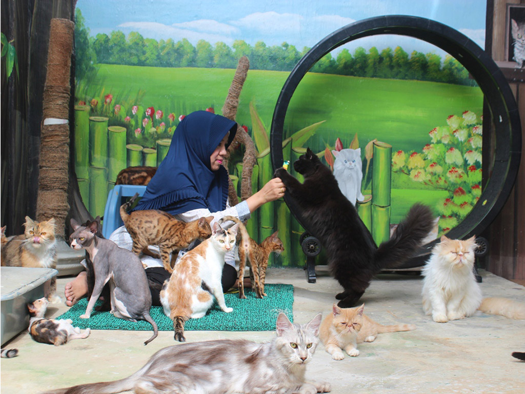 Cerita Kucing Aceh (5)