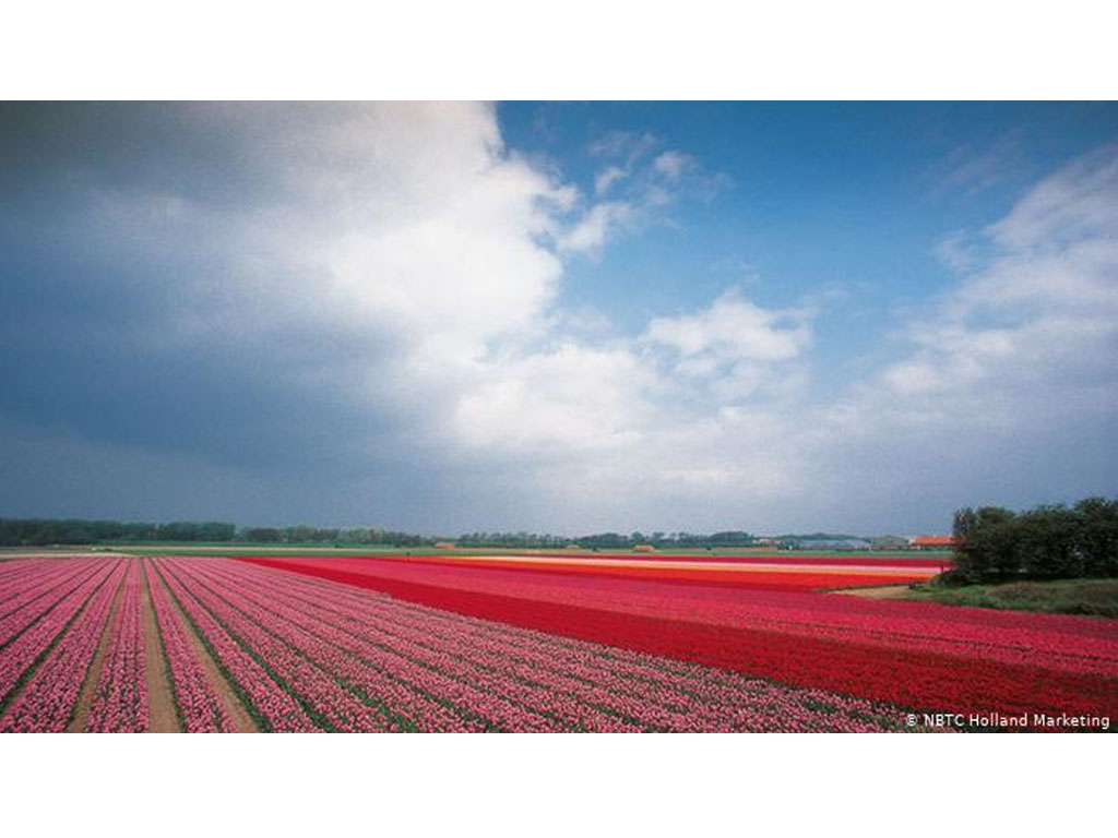 Bagaimana tulip sampai ke Belanda