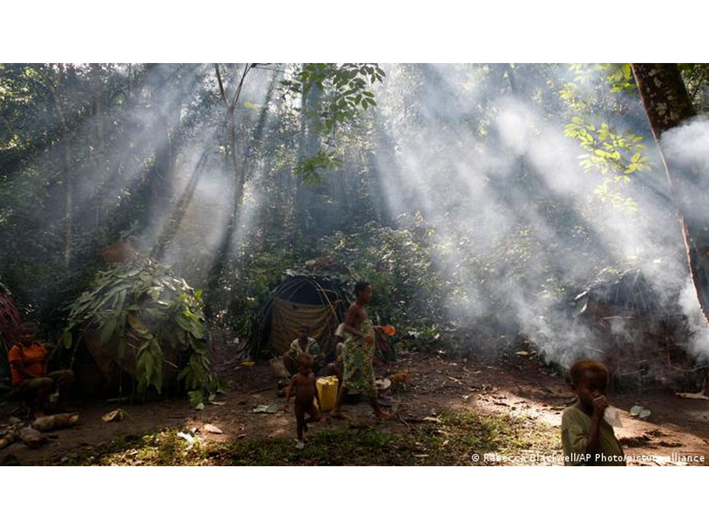 Hutan hujan cekungan Kongo