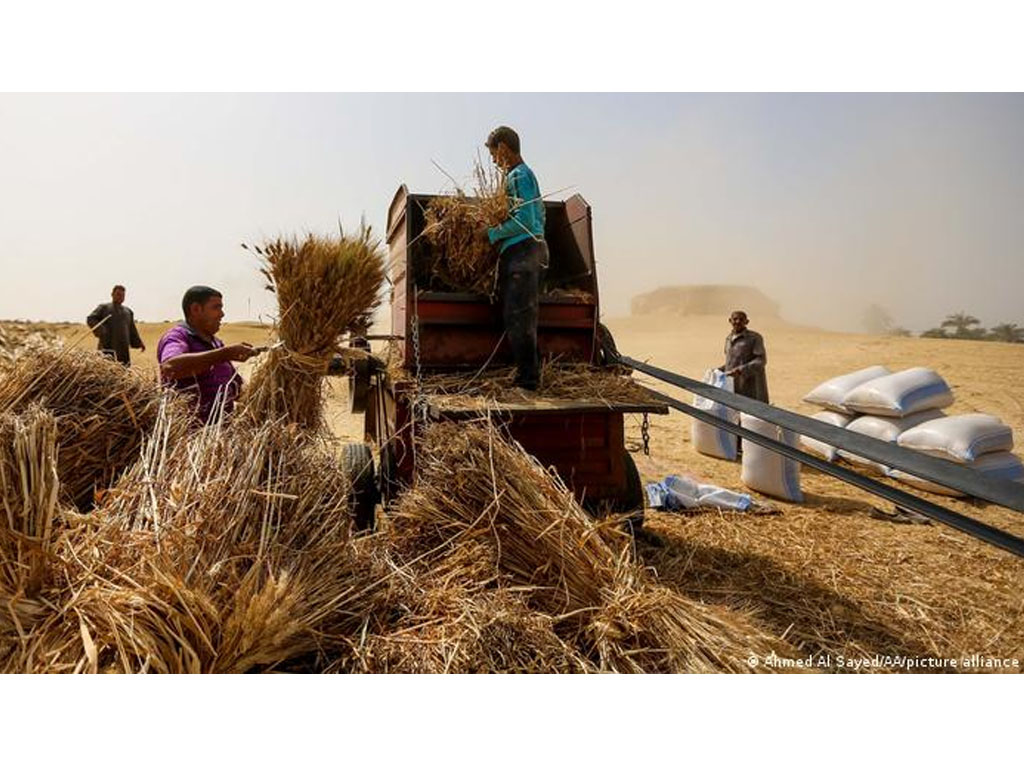 Panen gandum di Mesir