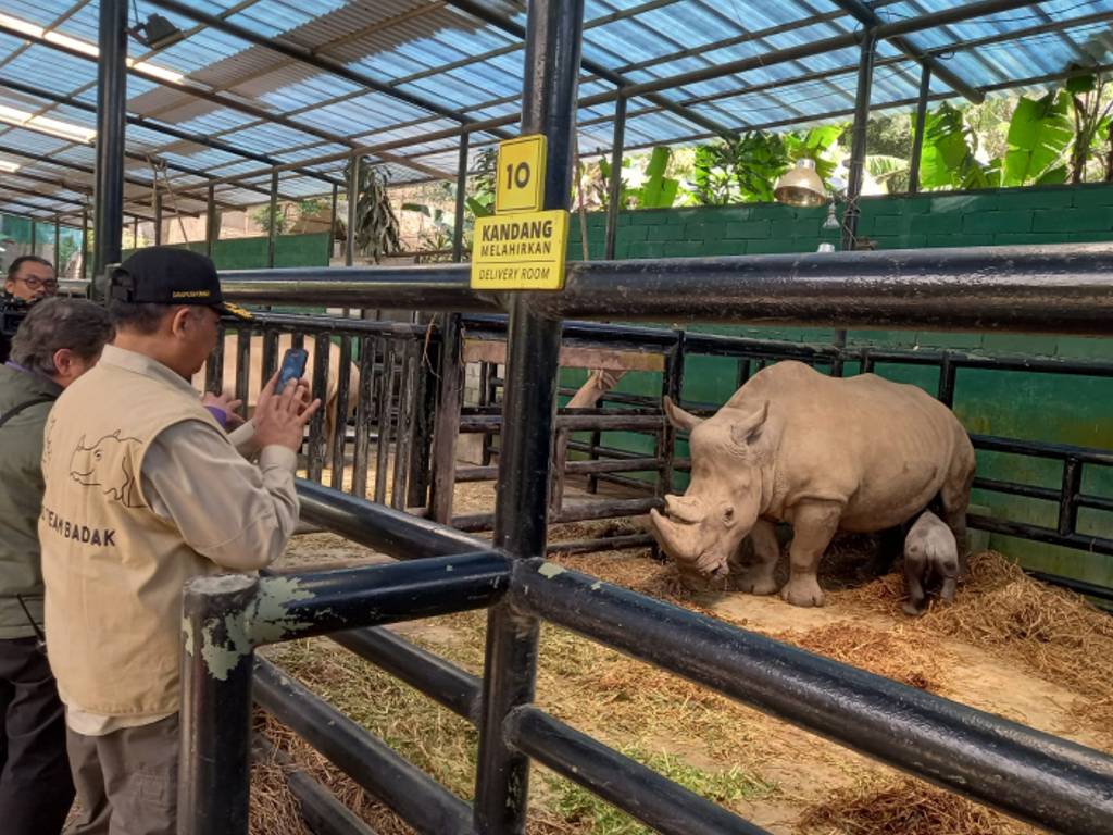 Ramadani Agung Badak Putih Yang Jadi Penghuni Baru Taman Safari Bogor Di Bulan Ramadan Tagar