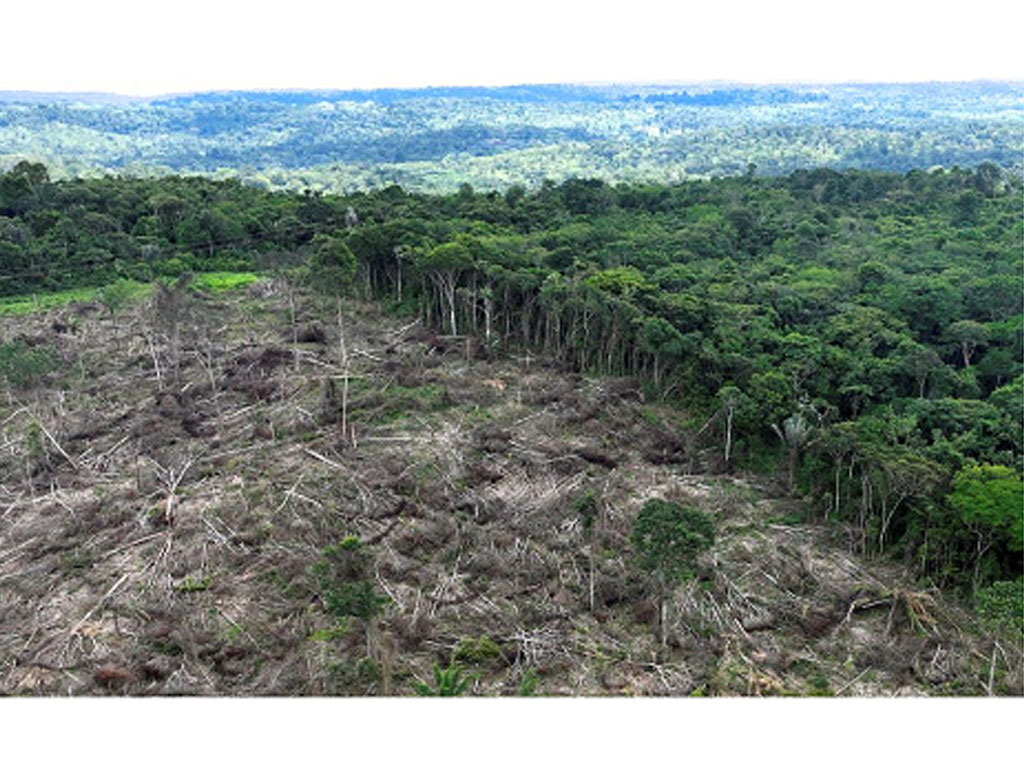 Uni Eropa Menyetujui UU Larangan Impor Barang Hasil Deforestasi Bikin ...