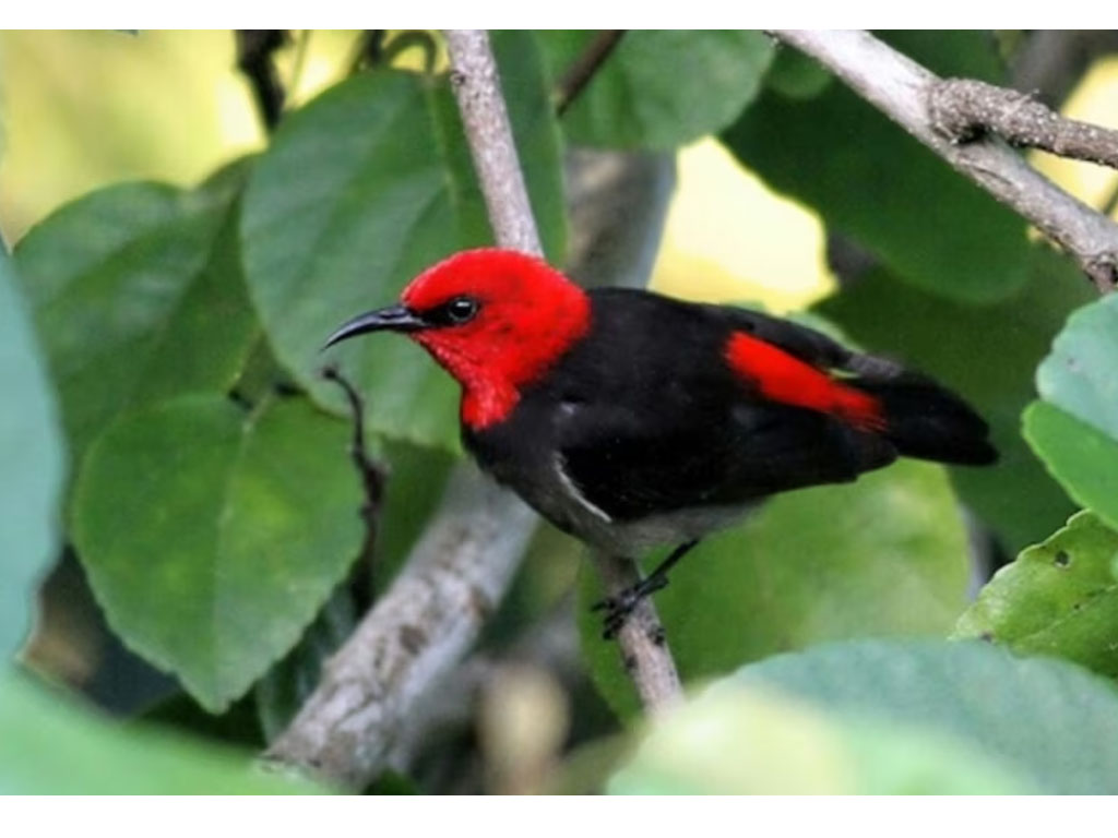 Indonesia Temukan Dua Spesies Flora dan Satu Spesies Fauna Baru