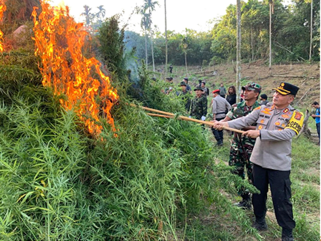 2 Hektare Ladang Ganja Dimusnahkan Di Aceh Utara | Tagar