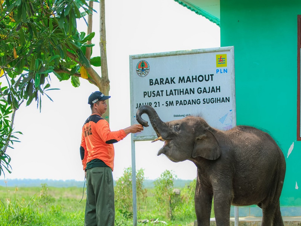 PLN Ikut Aktif Lestarikan Gajah Sumatra, Sediakan Kendaraan Patroli Hewan