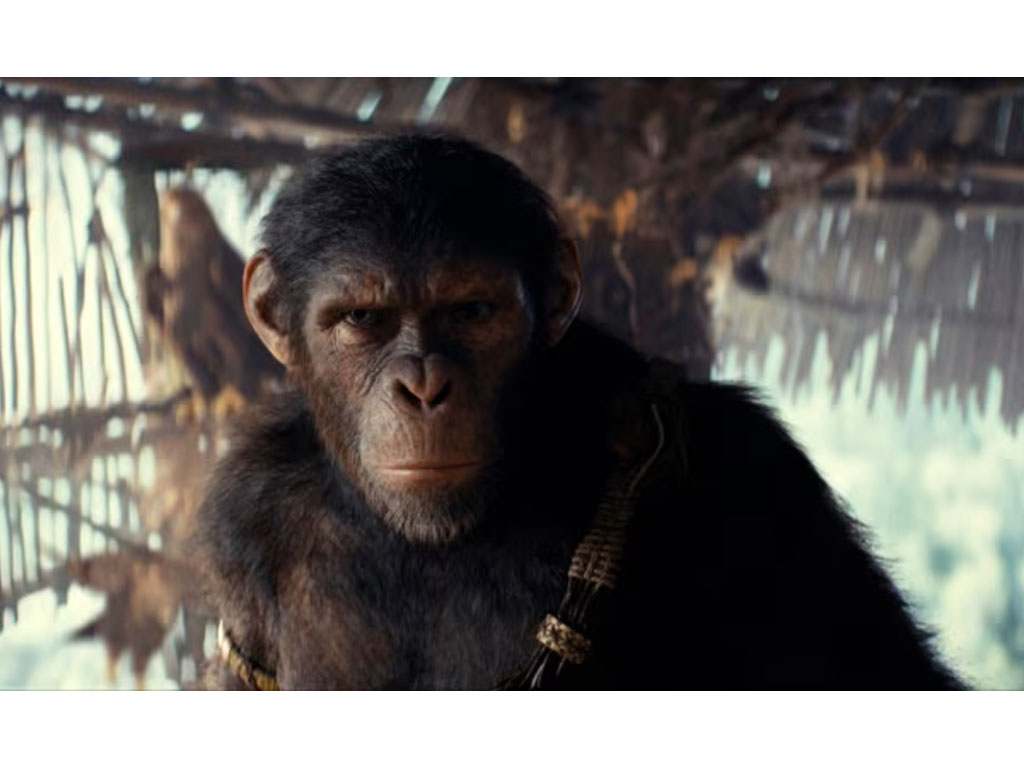 Gambar dari film the Kingdom of the Planet of the Apes