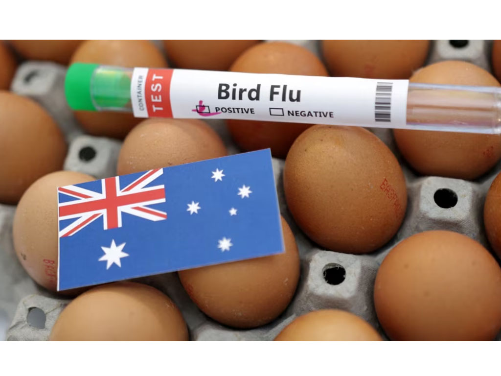 tabung reaksi flu burung dan bendera Australia