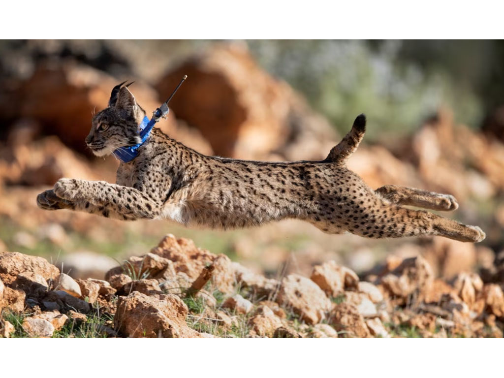 Seekor lynx Iberia di Spanyol