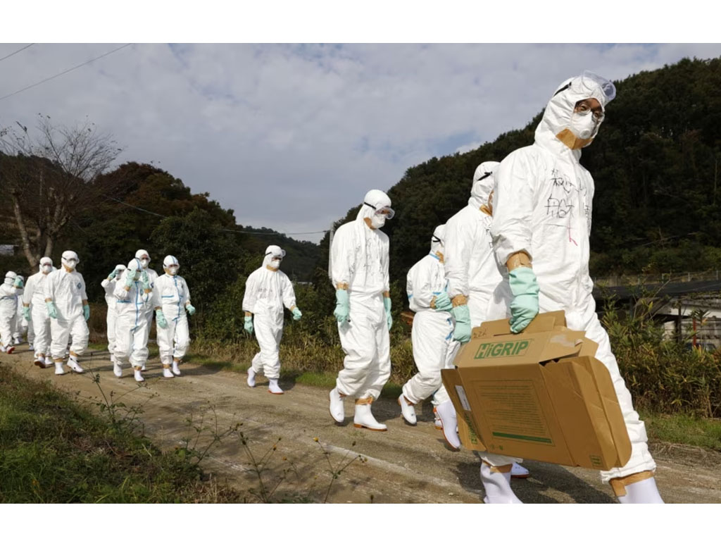Wabah Flu Burung Serang Peternakan di Jepang