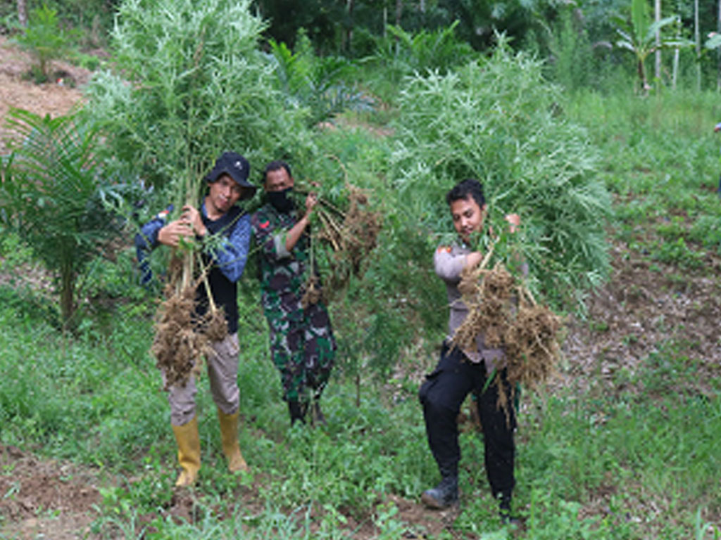 Penemuan Ladang Ganja yang Meningkat di Wilayah Provinsi Aceh TNI AD Siapkan Batalyon Teritorial