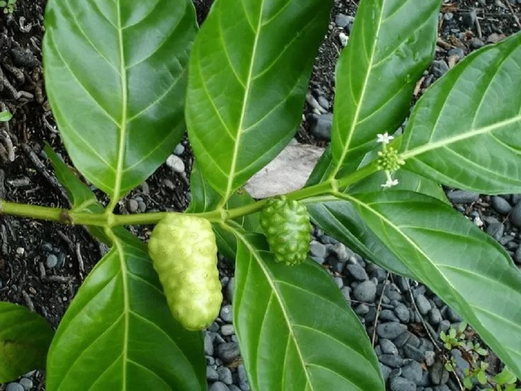 7 Cara Mengolah Mengkudu untuk Darah Tinggi yang Efektif dan Menyehatkan