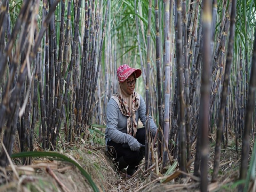 Transformasi Digital PTPN XIV dalam Pengelolaan Proyek Strategis dan Sistem Monitoring Terpadu