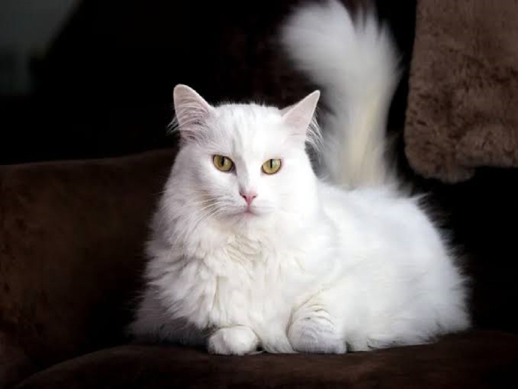 Berapa Usia Kucing dalam Umur Manusia? Simak Penjelasannya